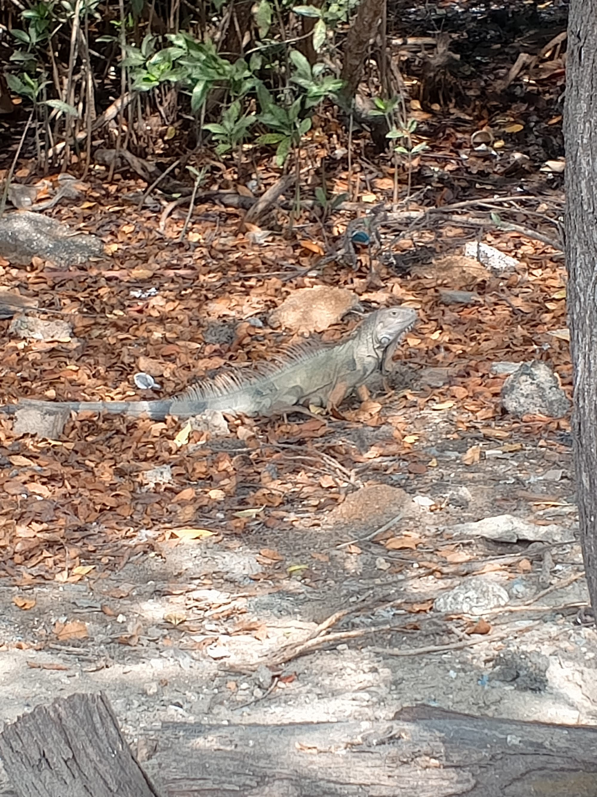 Iguane à Cartagena en Colombie.