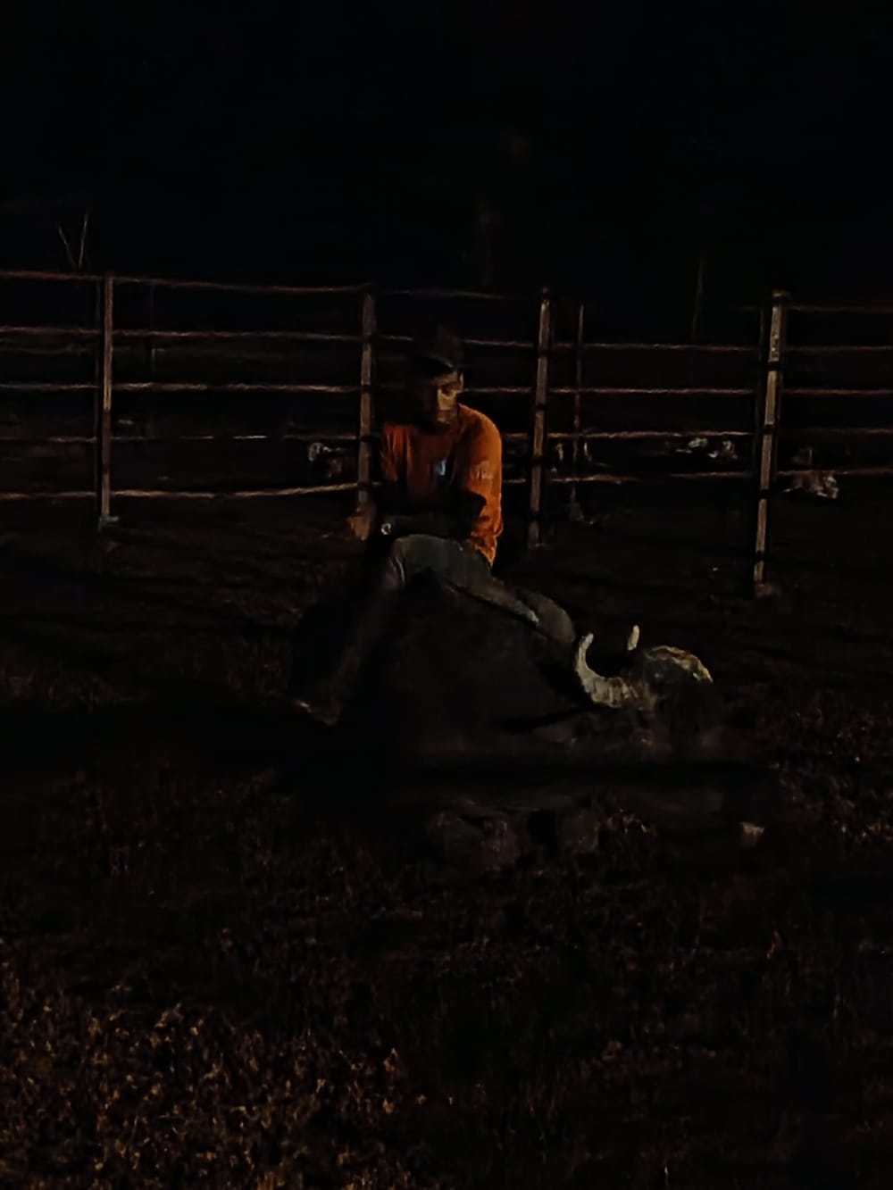 Un homme assis sur un taureau au Vénézuela.