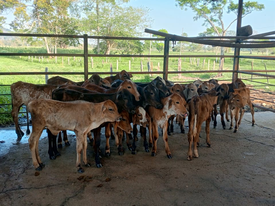 Un groupe de veaux dans une ferme au Vénézuela.